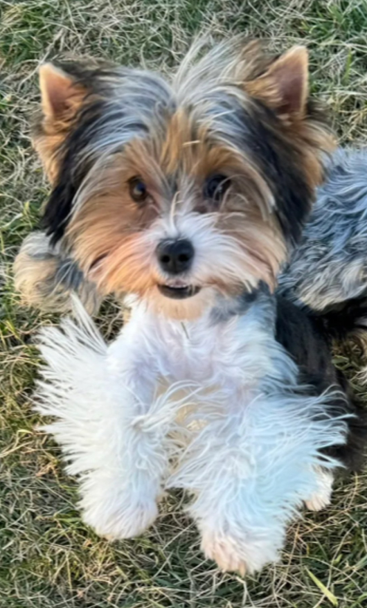 Parti That Carries Chocolate Female Yorkie, China